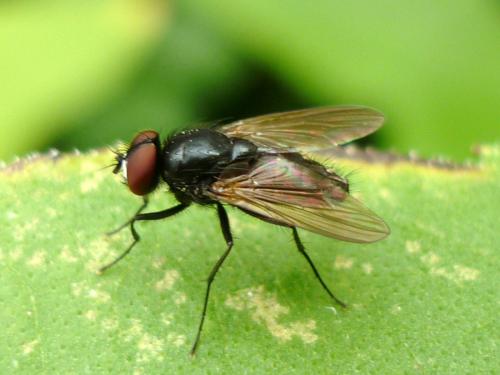 Hydrotaea cyrtoneurina